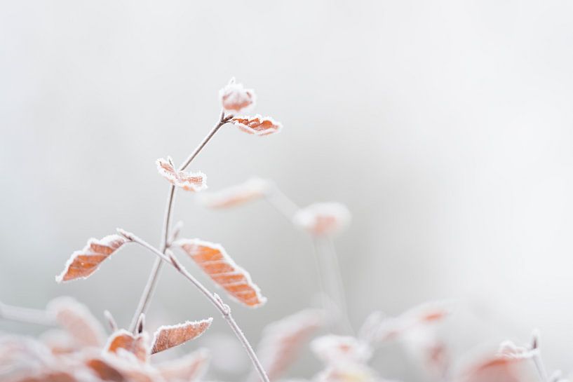 Ansicht Winter von Rik Verslype