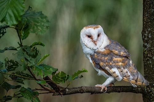 Barn owl on a branch
