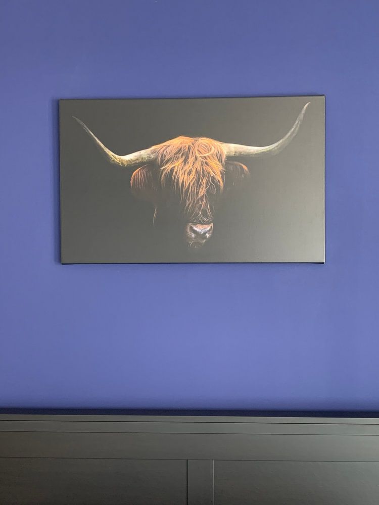 Schottischer Highlander  von Karel Ton 