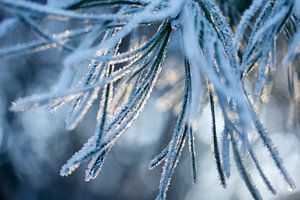 denneboom bedekt met sneeuw van Karijn | Fine art Natuur en Reis Fotografie