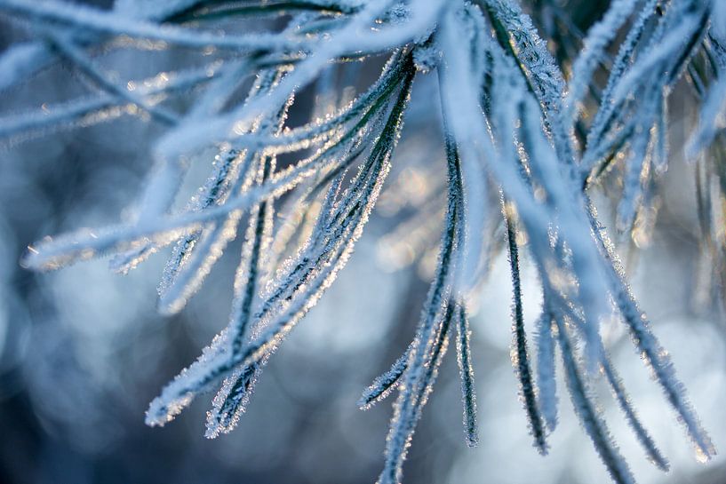 schneebedeckte Kiefer von Karijn | Fine art Natuur en Reis Fotografie