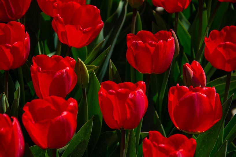 Beautiful red by Marco Leeggangers