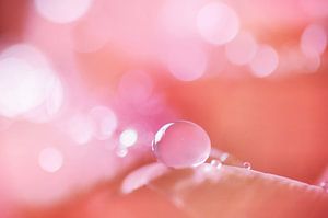 Rose drop