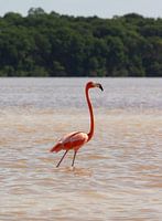 Flamant sauvage Celestún, Mexique