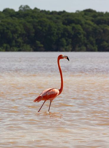 Wilde Flamingo Celestún, Mexico
