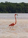 Wilde Flamingo Celestún, Mexico van Speksnijder Photography thumbnail