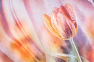 Tulp in al haar schoonheid van Ellen Driesse