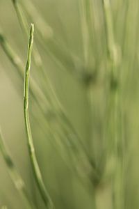 Gras