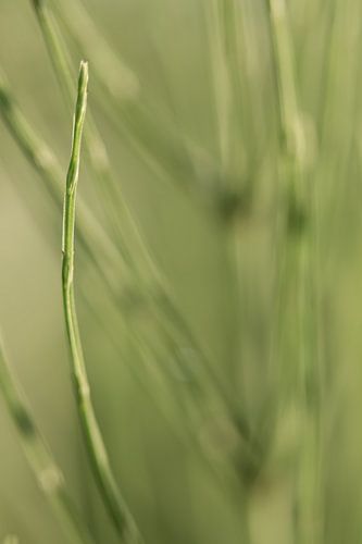 Gras