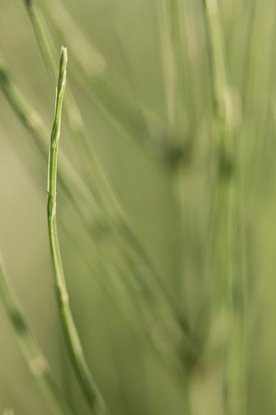 Gras by Robert Wiggers