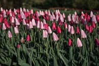 Roze en paarse tulpen van Egon Zitter thumbnail