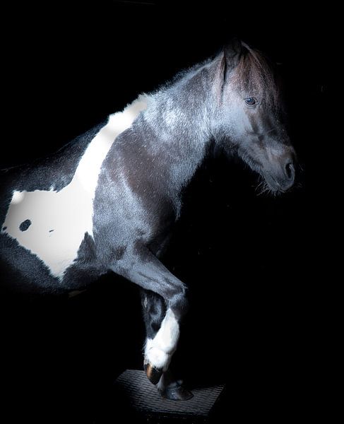 horses and ponies by Maaike Krimpenfort