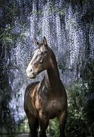 Kwpn paard onder de blauwe regen