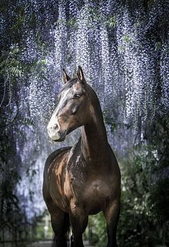 Kwpn paard onder de blauwe regen van Daliyah BenHaim