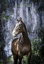 Kwpn paard onder de blauwe regen van Daliyah BenHaim thumbnail