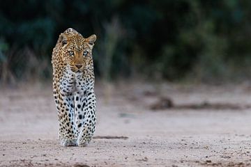 Leopard by Marco Kost