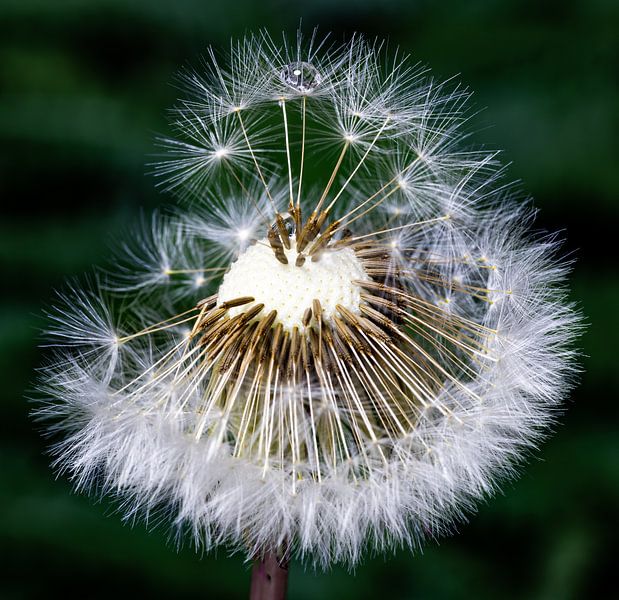 Pusteblume mit Wassertropfen von Hans-Bernd Lichtblau