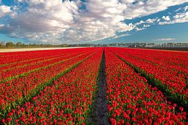 Champs de tulipes aux Pays-Bas