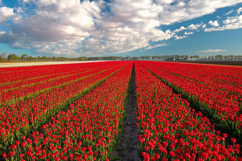 Tulip fields in the Netherlands by Gert Hilbink