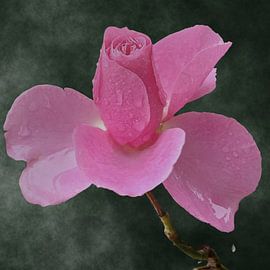 A rose in the mist and rain by Carla Baartman - Fun and Digital Art