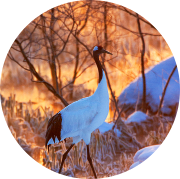 Bedreigde Chinese Kraanvogel (Grus japonensis) op Hokkaido in Japan in de winter. van Beschermingswerk voor aan uw muur