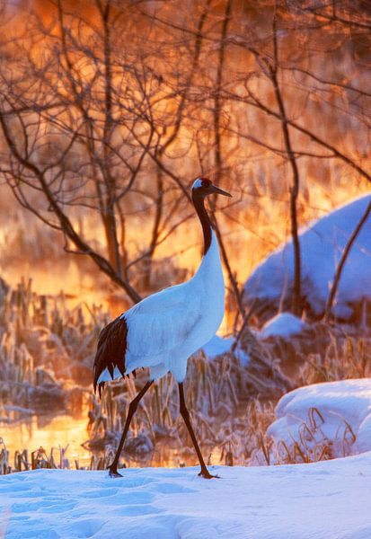 Bedreigde Chinese Kraanvogel (Grus japonensis) op Hokkaido in Japan in de winter. van Beschermingswerk voor aan uw muur