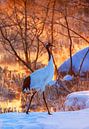 Bedreigde Chinese Kraanvogel (Grus japonensis) op Hokkaido in Japan in de winter. van Beschermingswerk voor aan uw muur thumbnail