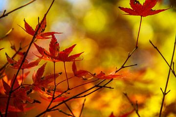 Warme Herfst van Marieke de Lange