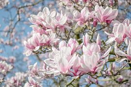 Magnolia in bloom by Caroline Drijber