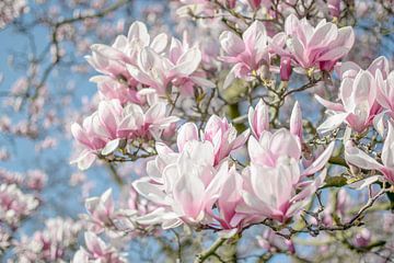 Magnolia tak in volle bloei van Caroline Drijber
