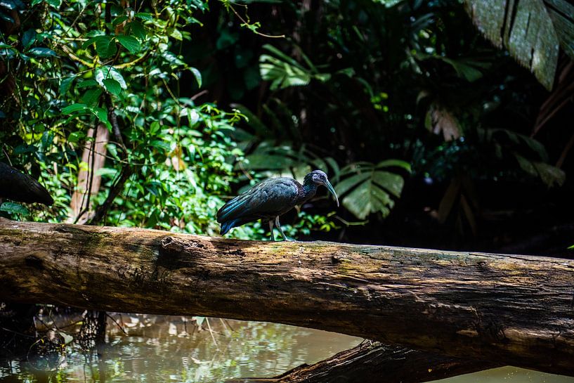 Costa Rica, Vogel by Sander Verhoeven
