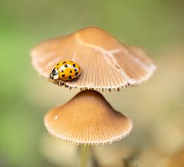 Tief am Boden liegend von Trudiefotografie