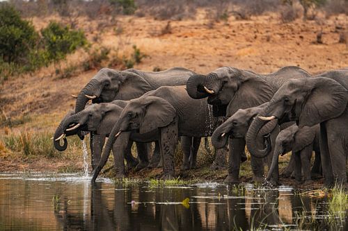 elephants