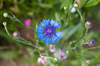 Kornblume auf der Wiese