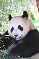 Panda Xing Ya  deel 1