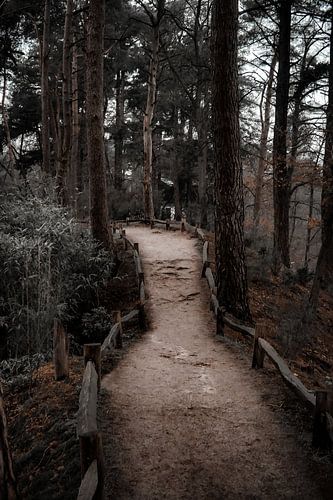 Op de Utrechtse Heuvelrug ligt Heidestein en landgoed Bornia, Nederland.