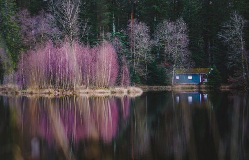 Reflectie van turquoise houten huisje met paarse struik aan het water 2 | Vogezen, Frankrijk