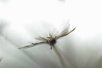 Bloemknop by Ine Tops