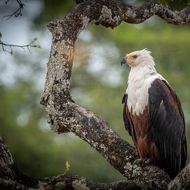 Afrikaanse Fish Eagle in Zambia van Jack Soffers