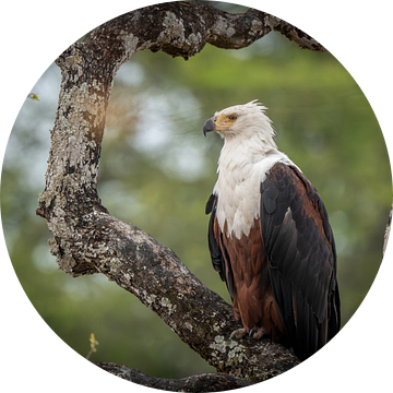 Afrikaanse Fish Eagle in Zambia van Jack Soffers