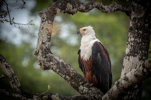 Afrikaanse Fish Eagle in Zambia van Jack Soffers