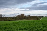 Anderlecht's potato fields by Werner Lerooy thumbnail