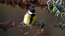 Great tit in the sunshine