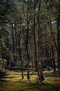 Bomen met prachtig licht van Steven Dijkshoorn thumbnail