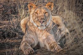 The Lioness by Olaf Bruhn