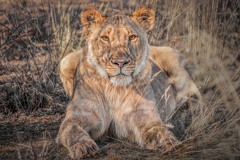 The Lioness by Olaf Bruhn