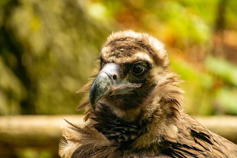 Scharf gesehen von Michael van Eijk