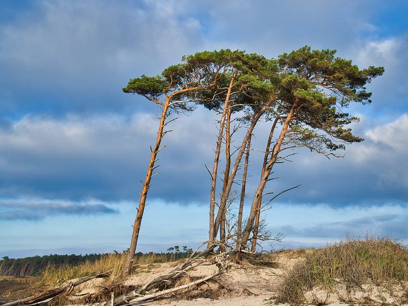Trees shaped by the wind on the Baltic Sea beach. by Martin Köbsch
