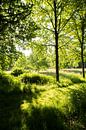 Bos van Karen Klein thumbnail