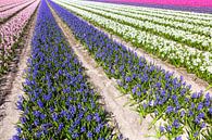 Hyacinten van eric van der eijk thumbnail